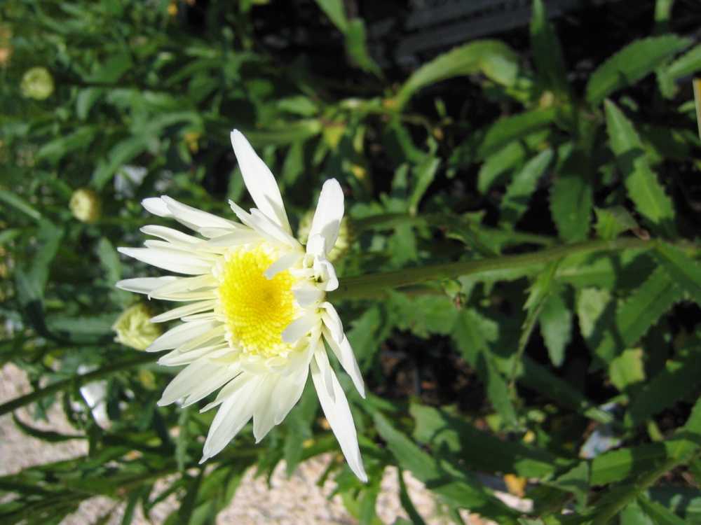 Leucanthemum maximum (Großblumige Margerite, Pyrenäen-Margerite, Sommer-Margerite)
